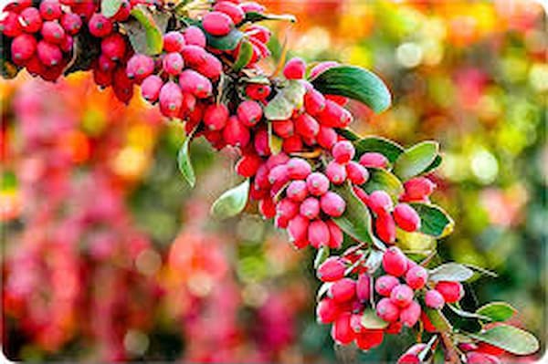 تصویر 2 از خرید و قیمت زرشک پفکی + فروش صادراتی